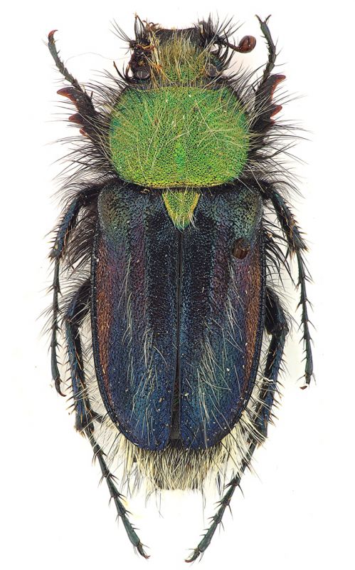 Pygopleurus psilotrchius.jpg