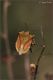 cimice-20190324-004-JVWf.jpg