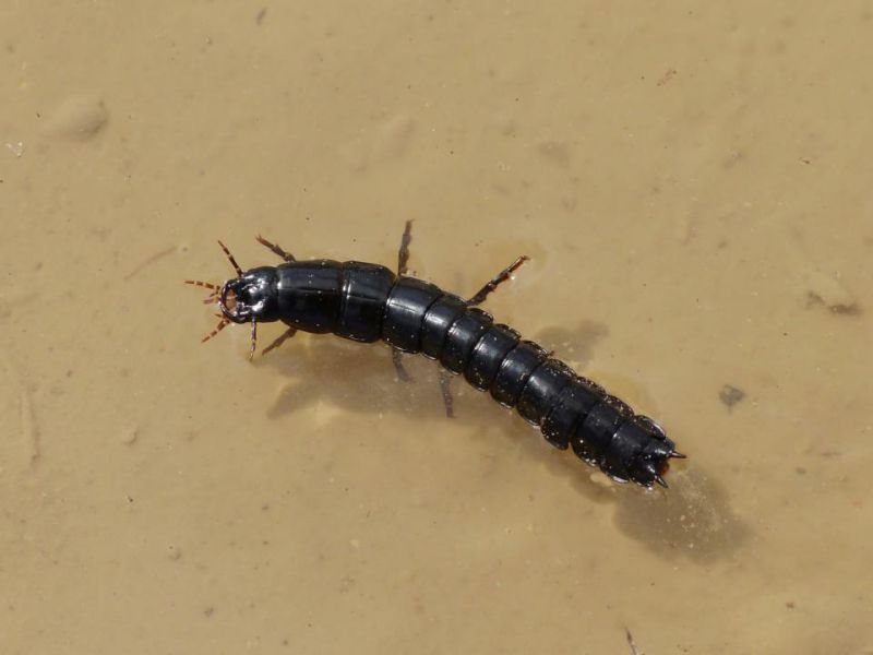 larva di Carabus.JPG