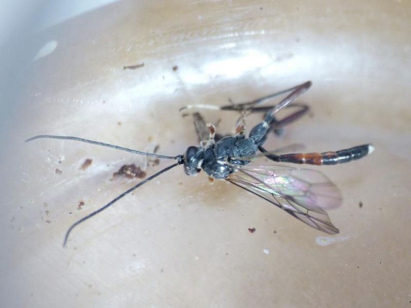 ichneumonidae parassitoidae di auplopus.JPG