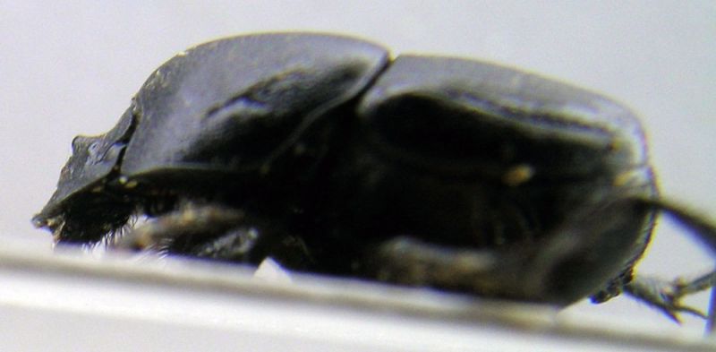 euonthophagus.jpg