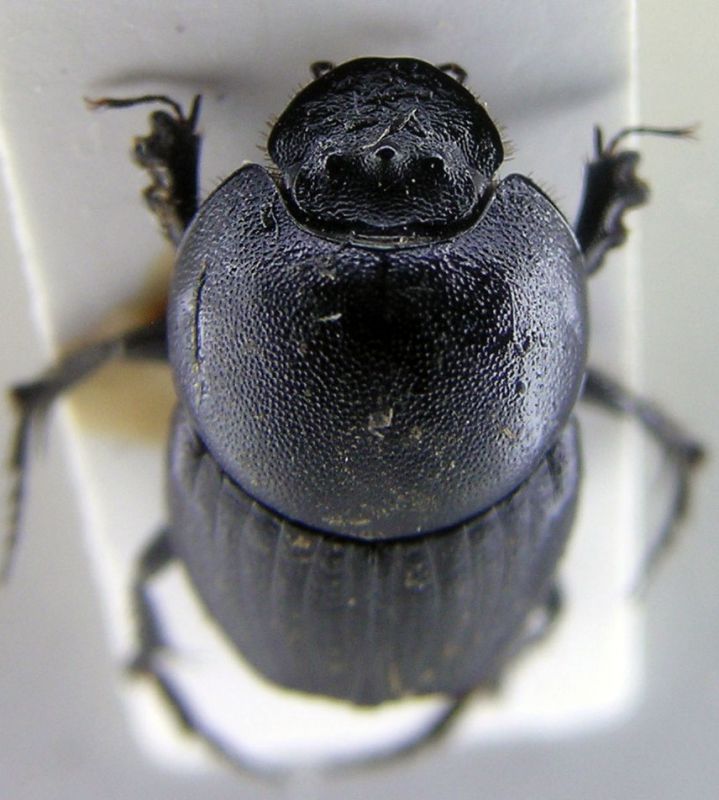 euonthophagus 1.jpg