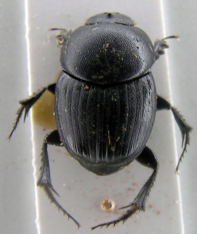 euonthophagus 2.jpg