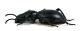 Comb2617_30zL6cr.jpg