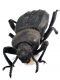Comb2622_111zL6cr.jpg
