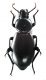Comb2627_30zL6cr.jpg