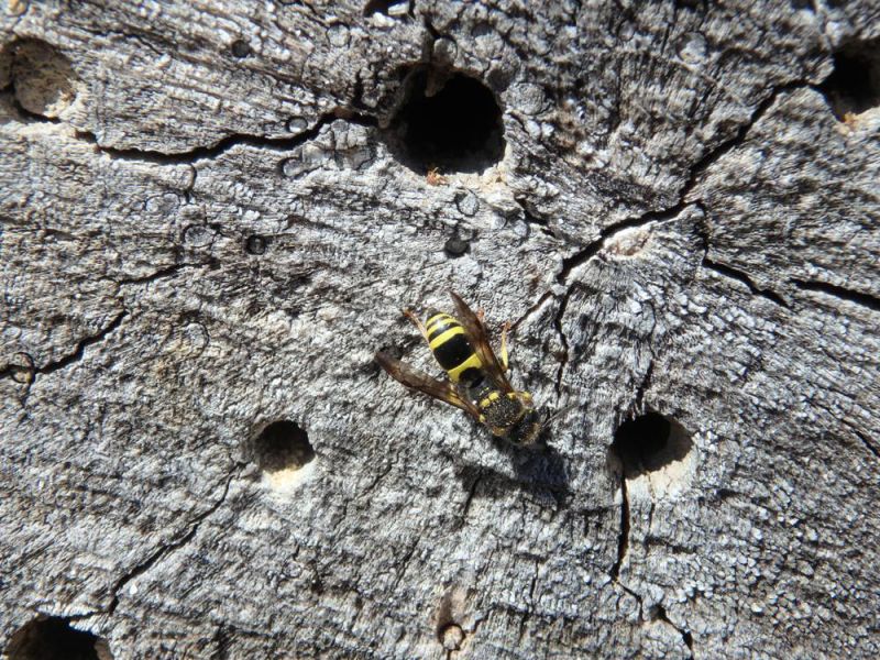 Eumenes sp.2.JPG