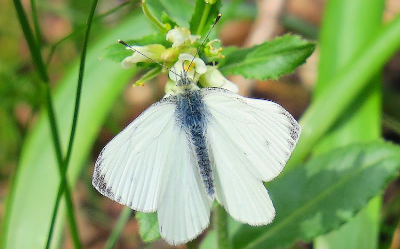 farfalla-bianca1.JPG