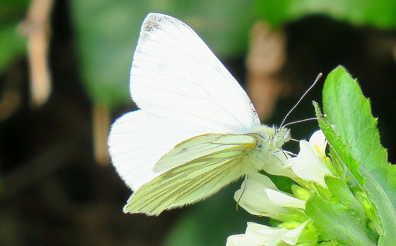 farfalla-bianca2.JPG