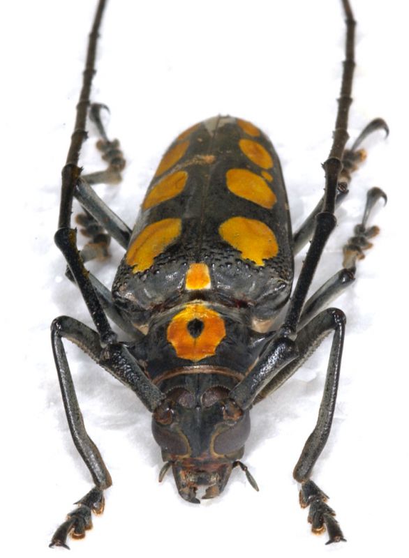 Batocera saundersi 2.jpg