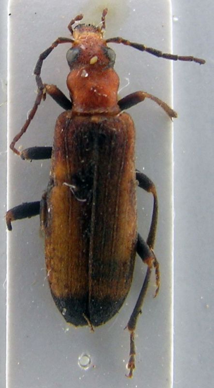 Coleoptera.jpg