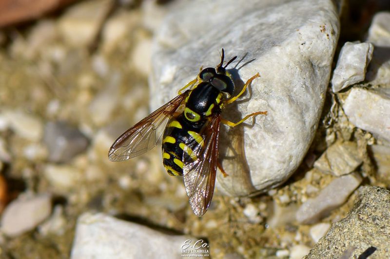 chrysotoxum intermedium 02.jpg