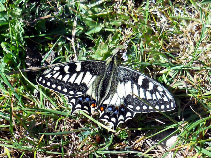 Papilio hospiton per FEI.jpg