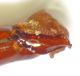 Pygopleurus-Panagia-2-paramero.jpg