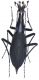 Damaster blaptoides goliath 1.jpg