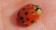 coccinella123.JPG