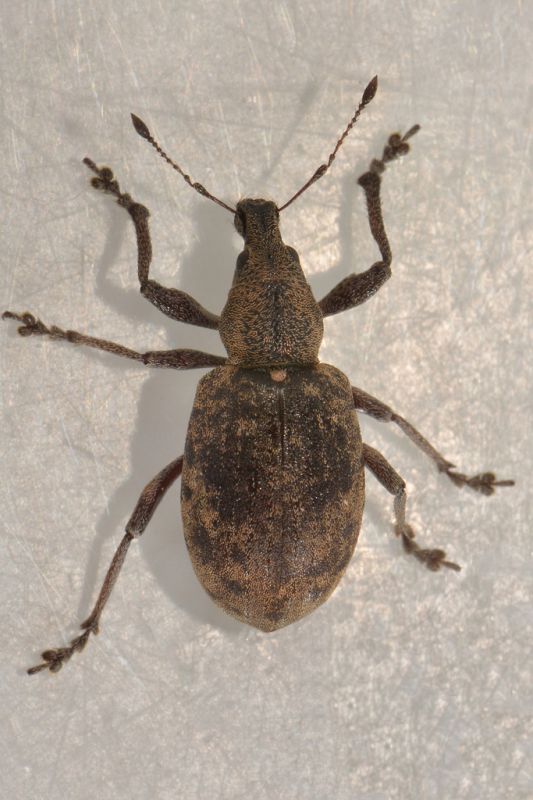 1 liphloeus lentus curculionidae palude dei mareschi  (1).JPG