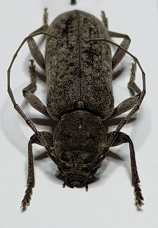 Cerambycidae_1.jpg