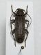 Cerambycidae.jpg