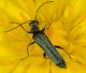 codrongianus250419 006mod.jpg