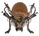 Cerambycidae sp 8636 2.jpg