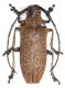 Cerambycidae sp 8636 1.jpg