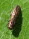 Agrilus 2 (27-4-19 Juslibol).jpg