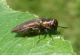 Agrilus 4 (27-4-19 Juslibol).jpg