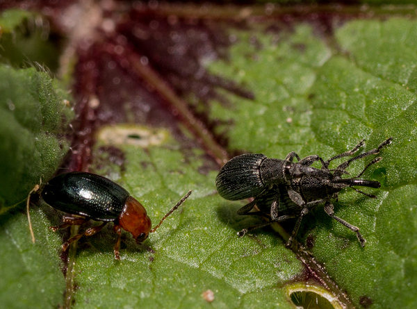 Triplax sp Anthonomus sp 1 .jpg