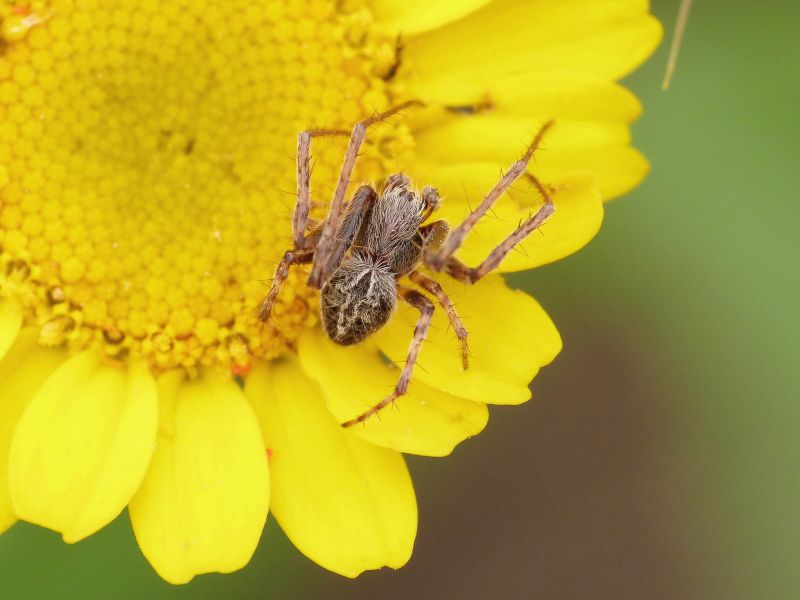 Agalenatea redii maschio su fiore.JPG