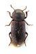 Comb2631_34zL6cr.jpg