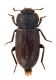 Comb2635_36zL6cr.jpg