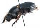 Comb2646_44zL6cr.jpg