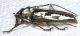 Batocera ushijimai 2.jpg