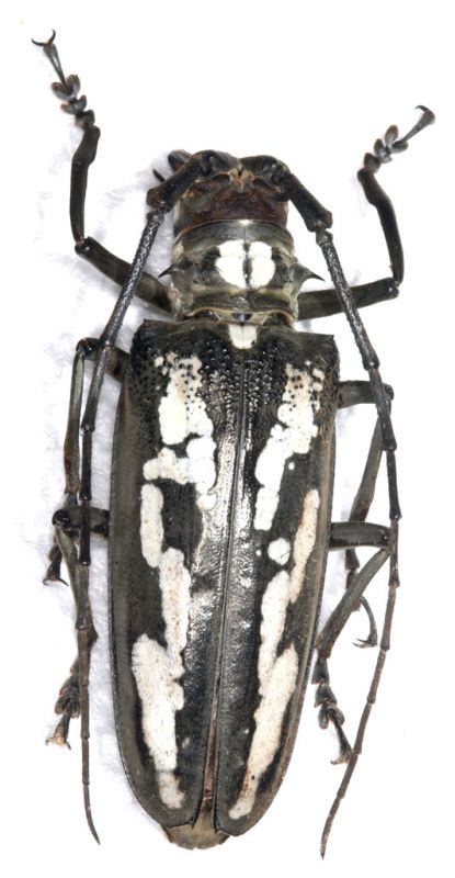 Batocera ushijimai 1.jpg