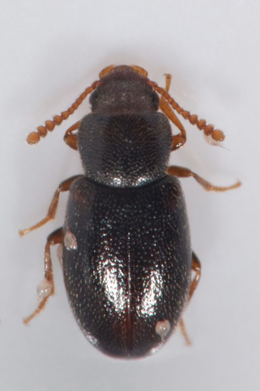 1 myrmechixenus subterraneus tenebrionidae baronessa .JPG