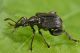 2 deporaus betulae rhynchitidae campambiardo .JPG