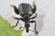 3 deporaus betulae rhynchitidae campambiardo .JPG