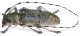 Dolichoprosopus rondoni 2.jpg