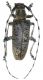 Dolichoprosopus rondoni 1.jpg