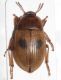 Phaleria bimaculata2.JPG