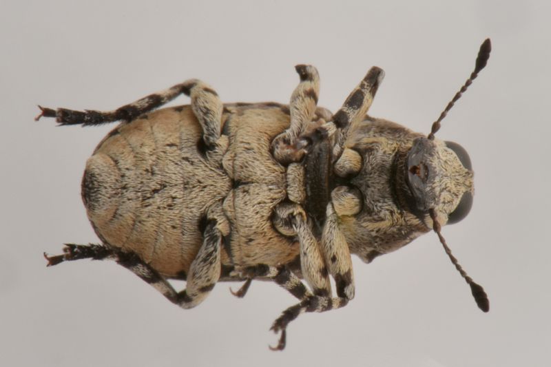 5 tropideres albirostris anthribidae palude dei mareschi .JPG