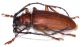 Dorysthenes granulosus 2.jpg
