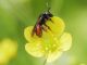 andrena.JPG