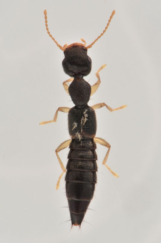 1 astenus immaculatus staphylinidae avigliana est .JPG