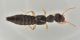2 astenus immaculatus staphylinidae avigliana est .jpg