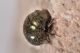 3 lamprobyrrhulus nitidus byrrhidae avigliana est .JPG