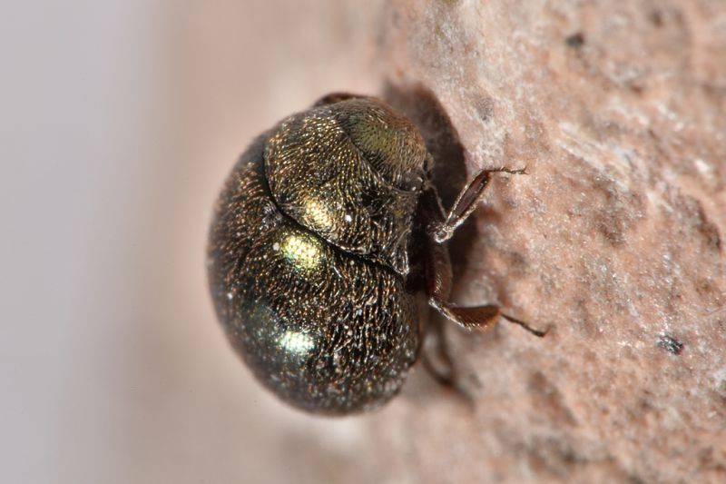 3 lamprobyrrhulus nitidus byrrhidae avigliana est .JPG