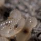ANTS8.jpg