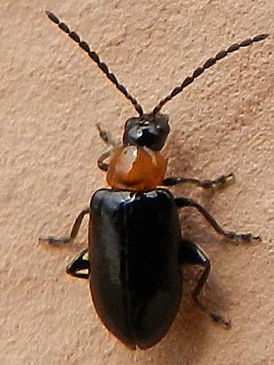 Gastrophysa polygoni  SME Nord 6 V 2019 5604.JPG